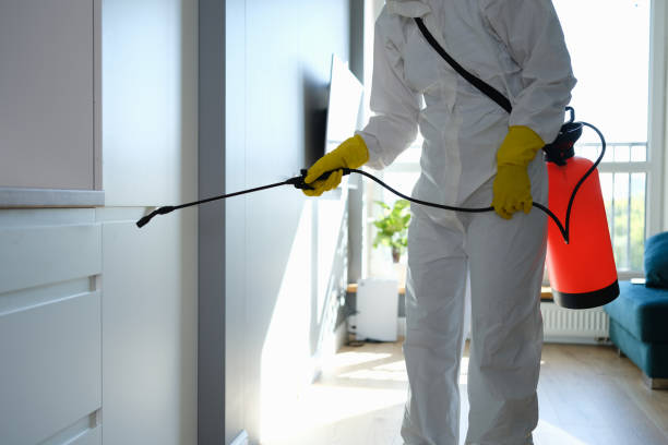 Best White Mold Remediation in North Port, FL