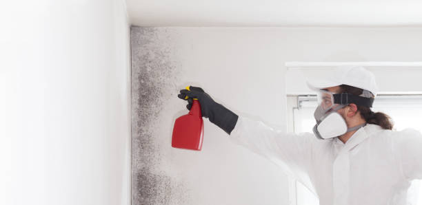 North Port, FL Mold Remediation Company