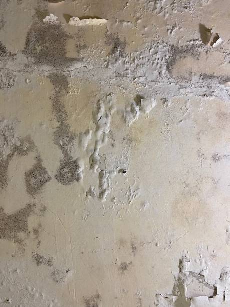 Best Black Mold Remediation in North Port, FL