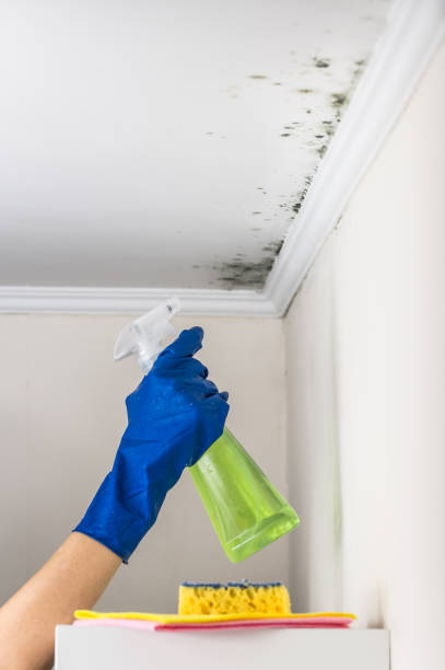 Best Preventive Mold Services in North Port, FL